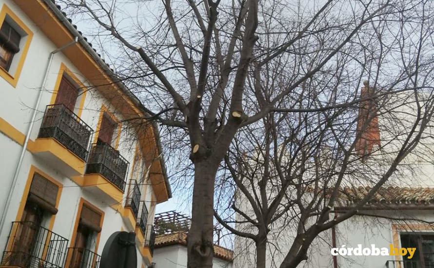 Tala de uno de los almezos en la Plaza Abades