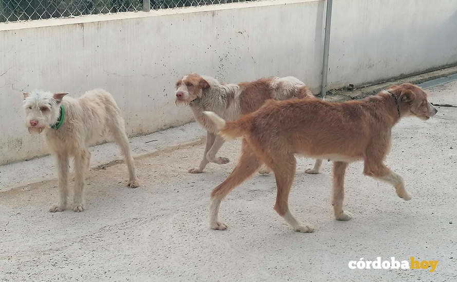 Aspecto que presentan ahora algunos de los perros rescatados FOTO AYUNTAMIENTO DE HORNACHUELOS