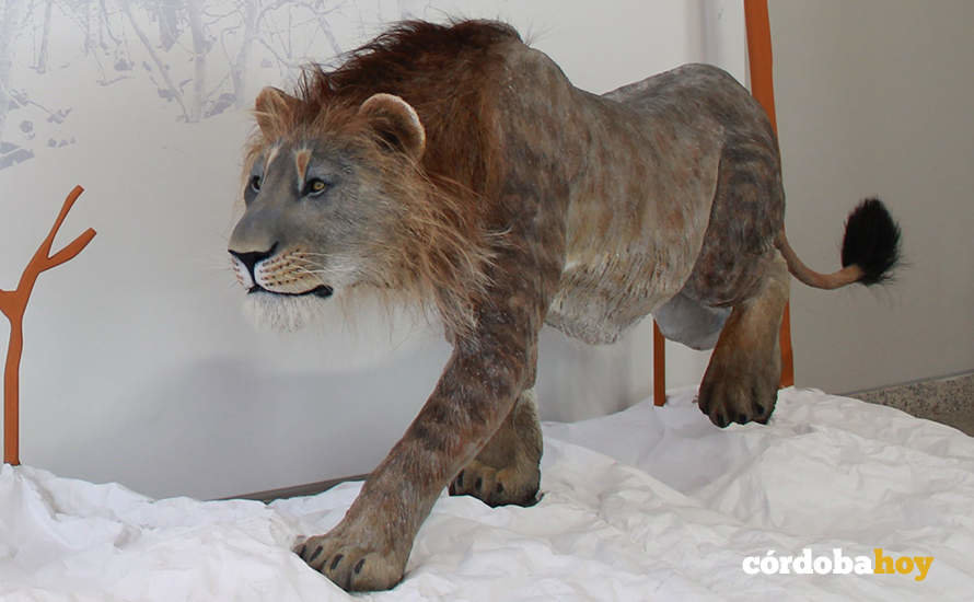 Recreación de un león de las cavernas en el Museo de la Evolución Humana de Burgos