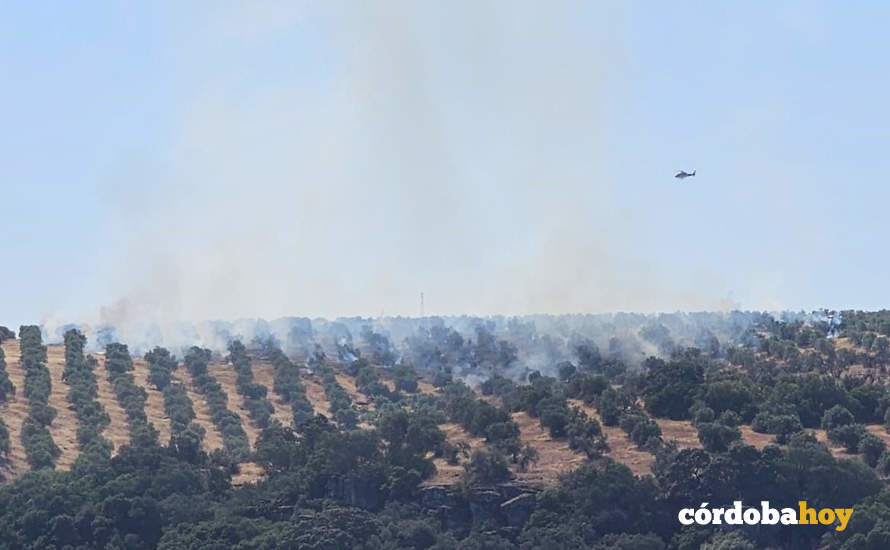 Fuego en un olivar de Montoro FOTO ASAJA CÓRDOBA