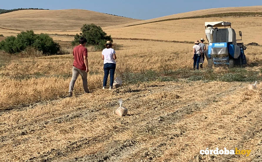 Recogida de los ensayos de garbanzos para conseguir una Indicación Geográfica Protegida Campiña Cordobesa