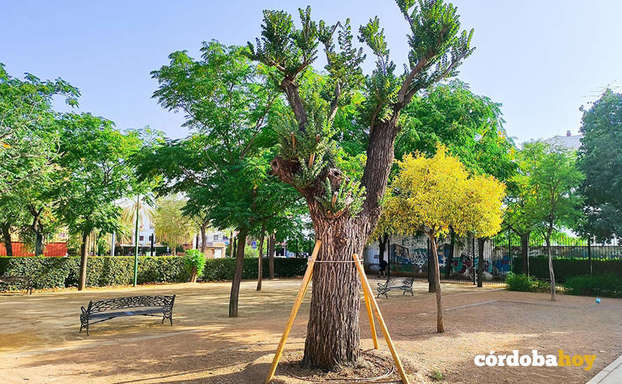 Brotes en el olmo centenario de El Marrubial tras su trasplante al Parque de los Teletubbies FOTO ANDALUCÍA ENTRE TOD@S