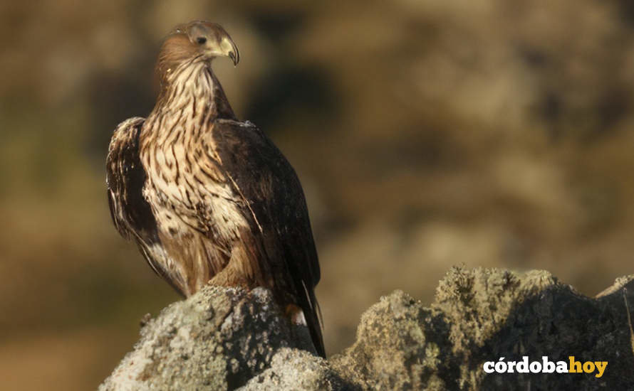 Águila perdicera FOTO JUNTA DE ANDALUCÍA