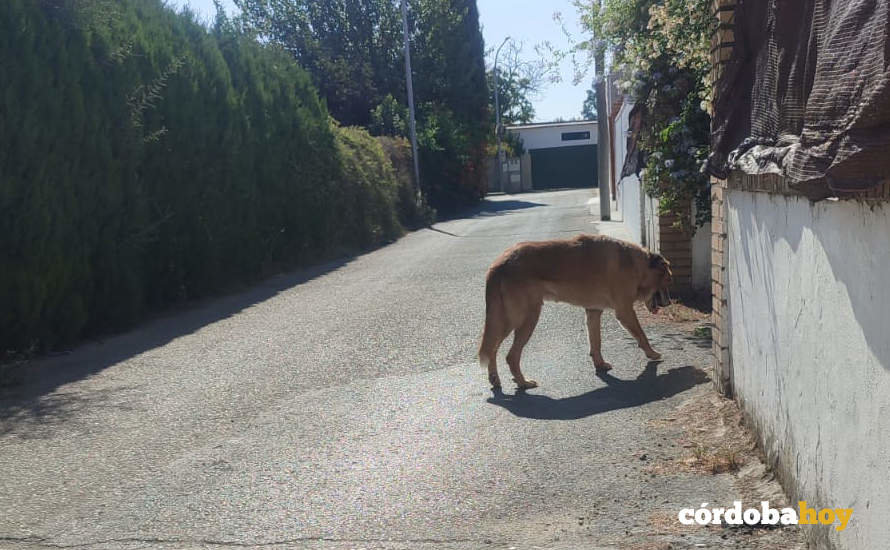 El perro en la entrada de la parcela en Alcolea FOTO CÓRDOBA DENUNCIA