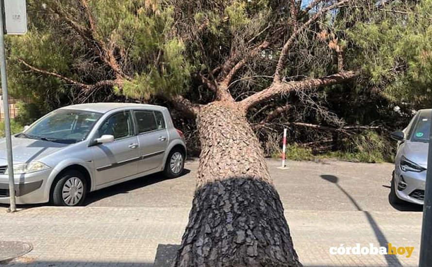 Pino caído en Avenida del Mediterráneo