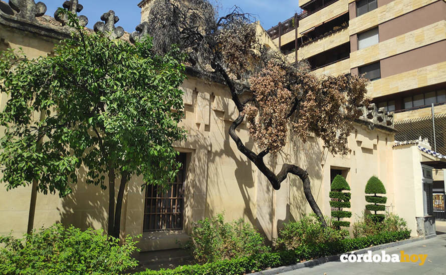 Encina singular de San Nicolás de la Villa muerta FOTO ANDALUCÍA ENTRE TOD@S