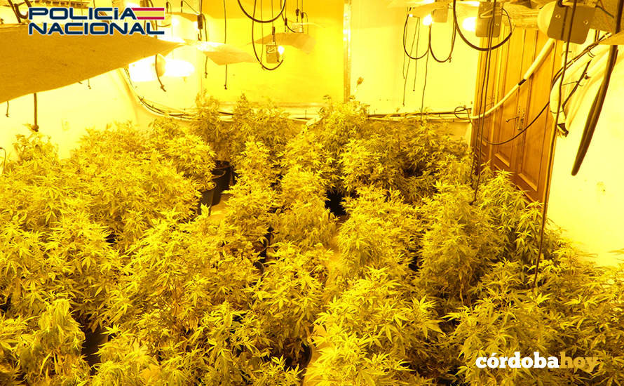 Plantación indoor de marihuana en Fray Albino FOTO POLICÍA NACIONAL