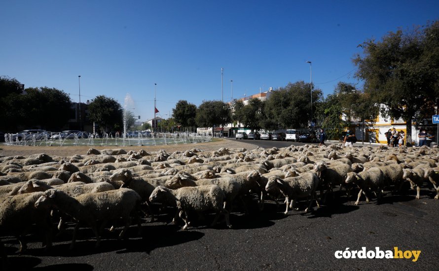 Balidos, cencerros y cagarrutas: 2.000 ovejas pasan por Córdoba en su  camino trashumante
