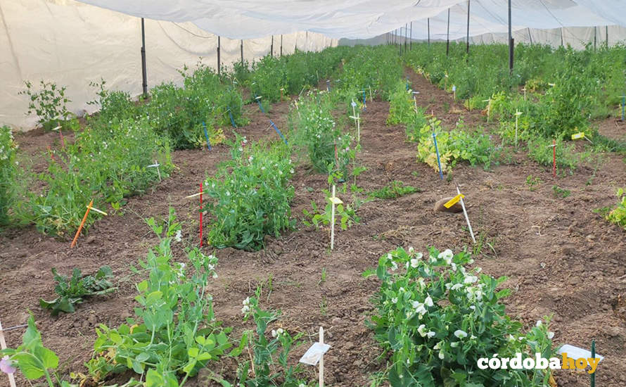 El CSIC participa en un proyecto para optimizar el cultivo de