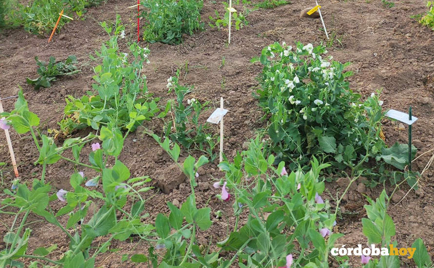 El CSIC participa en un proyecto para optimizar el cultivo de judía verde  en España y desarrollar nuevas variedades - UALNEWS